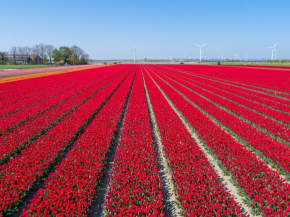Colorful,Tulip,Field,In,The,Netherlands,From,The,Air
